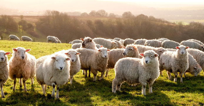 Sheep04