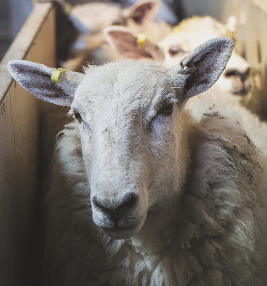 Sheep_01